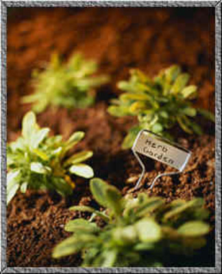 Product picture How to Start & Grow Your Own Herb Garden 